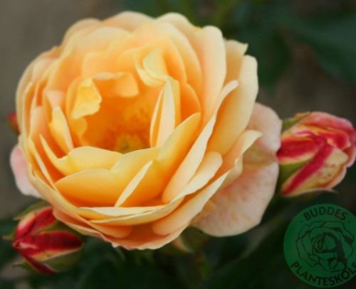 Trakai rose, lav abrikos bivenlig krukke- og bunddaekkerose