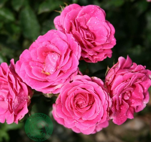 Violet Hit rose