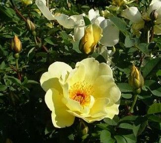 Aicha rose, gul gammeldags parkrose med store enkle blomster