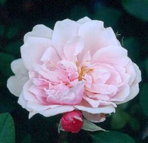 Albertine rose, laksrosa gammeldags slyngrose med fyldte blomster