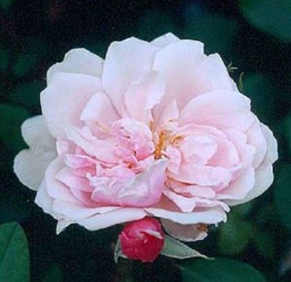 Albertine rose, laksrosa gammeldags slyngrose med fyldte blomster