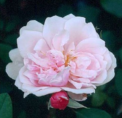 Albertine rose