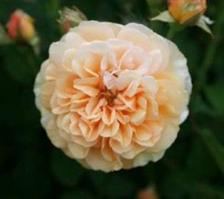 Buff Beauty rose, abrikosgul gammeldags moskusrose med fyldte blomster