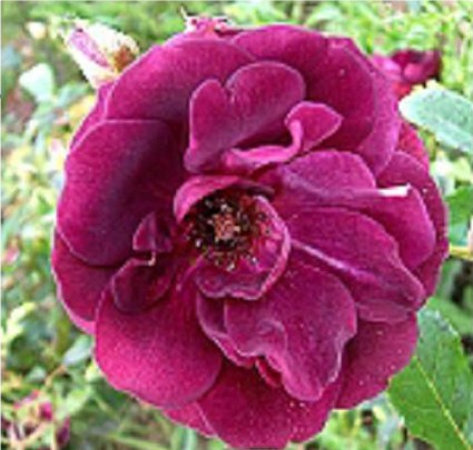 Burgundy Ice rose