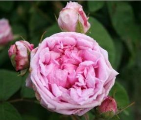 Comte de Chambord rose, mørk rosa gammeldags portlandrose med tætfyldte blomster