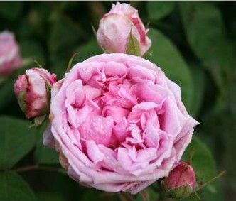 Comte de Chambord rose, mørk rosa gammeldags portlandrose med tætfyldte blomster