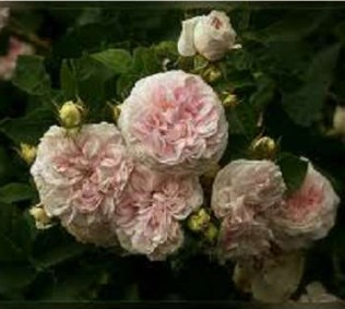 Félicité Parmentier rose