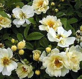 Helenae Hybrida rose