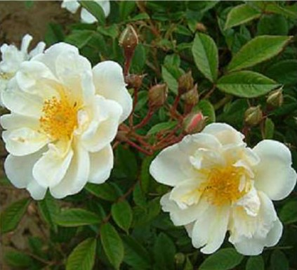 Helenae Lykkefund rose