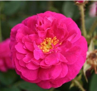 Henri Martin rose, karminrød gammeldags mosrose med halvfyldte blomster
