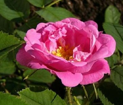 Hurdalsrosen rose