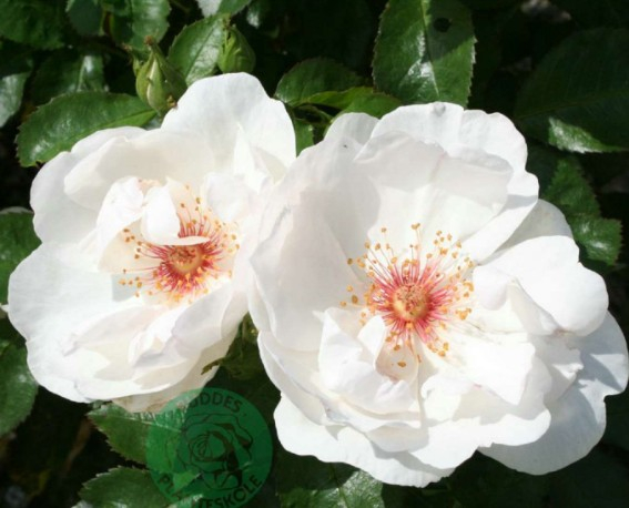 Jacqueline du Pré rose