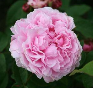 Jacques Cartier rose