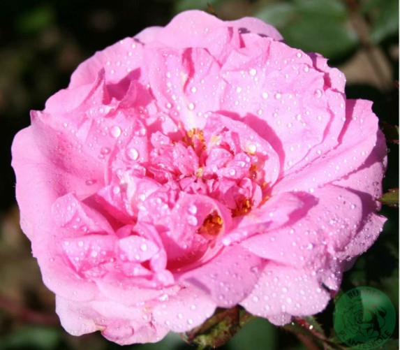 John Davis rose