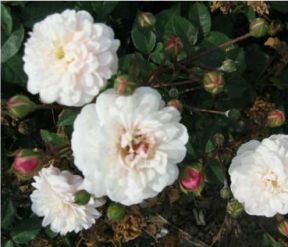 Little White Pet rose, lav hvid rose med små pomponblomster