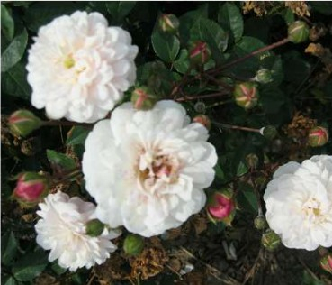 Little White Pet rose