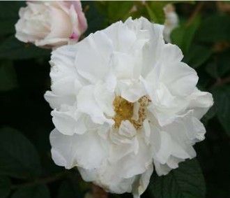 Louis Bugnet rose, hvid hårdfør rugosarose med halvfyldte blomster