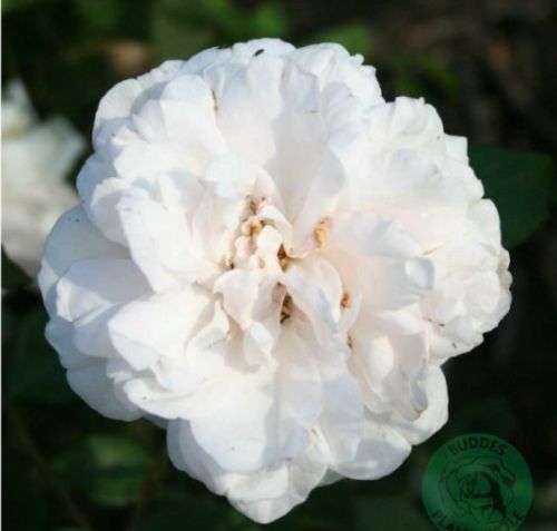 Mme Alfred Carrière rose, svag rosa til creme noisette-klatrerose med fyldte blomster