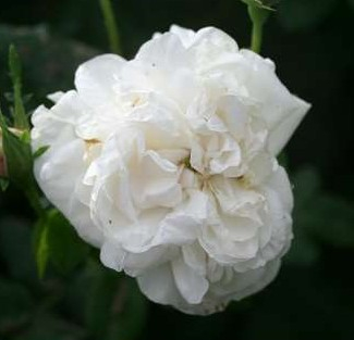 Madame Plantier rose
