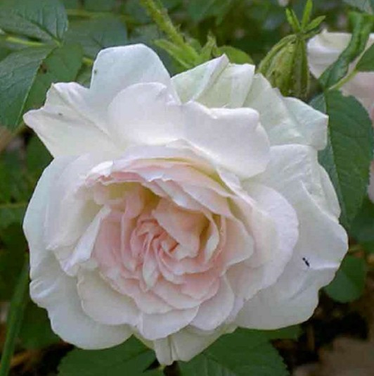 Ritausma rose