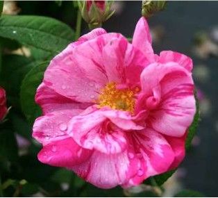 Rosa Mundi rose, stribet mørk rosa og hvid gammel gallica med halvfyldte blomster