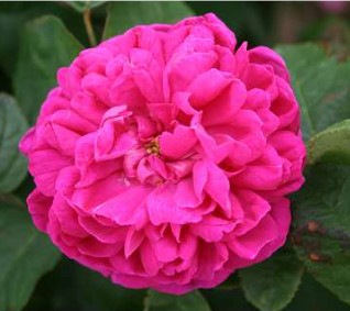 Rose de Rescht rose