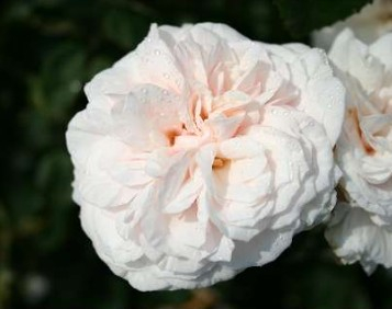 Souvenir de la Malmaison rose