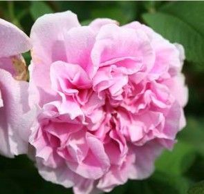 Therese Bugnet rose, pink hårdfør rugosa-hybrid med fyldte blomster