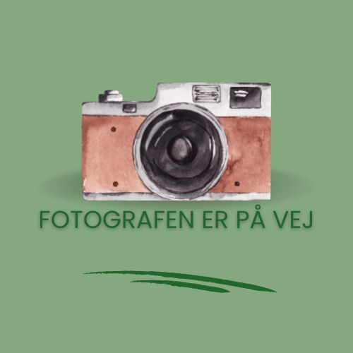 Foto af Pendulina Lina rose er på vej