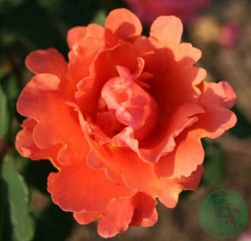 Alibaba rose, laks og abrikos klatrerose med fyldte blomster