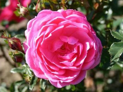 Boogie-Woogie rose, lyserød klatrerose med klaser af blomster