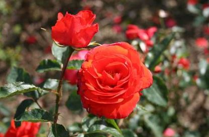 Brillant rose