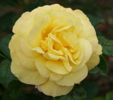 China Town rose, lysegul kraftig klatre- og buskrose med fyldte blomster