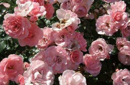 Climbing Bonica rose