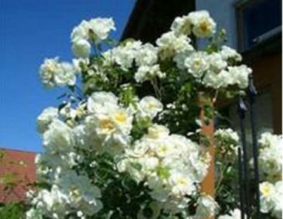 Climbing Schneewittchen rose, ren hvid sund klatrerose med klaser af blomster