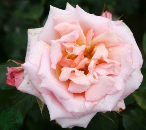 Compassion rose, lys laksrosa og abrikos duftende klatrerose med store blomster