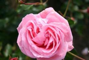 Coral Dawn rose, koralrosa klatrerose med fyldte blomster