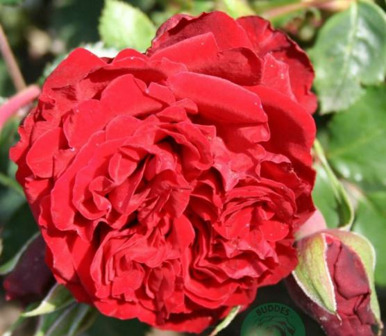 Crazy in Love Red rose