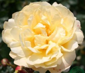 So Much Love rose, hvid til creme sund klatrerose med klaser af blomster