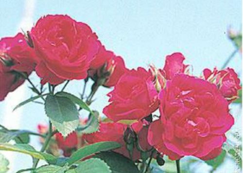 Flammentanz rose, skarlagenrød kraftig slyngrose med stort flor