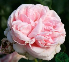 Giardina rose, rosa nostalgisk klatrerose med fyldte blomster og kraftig duft