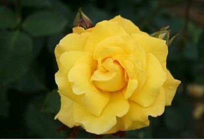 Goldstern rose