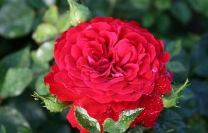 Grand Award rose, mørkerød dansk robust klatrerose med fyldte blomster