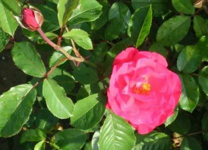 Heidelberg rose, orangerød klatrerose med fyldte blomster