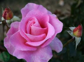 Hella Joof rose, pink lav dansk slyng- og buketrose med fyldte blomster