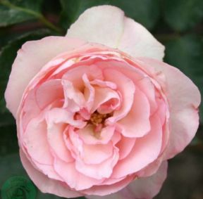 Mini Eden Rose, rosa nostalgisk klatrerose med tætfyldte blomster