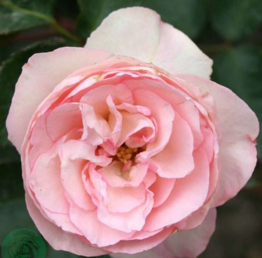 Mini Eden Rose