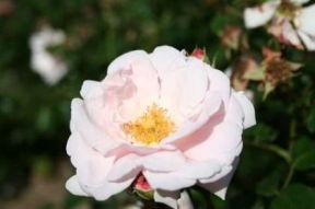 New Dawn rose, sart lyserød klassisk klatrerose med halvfyldte blomster