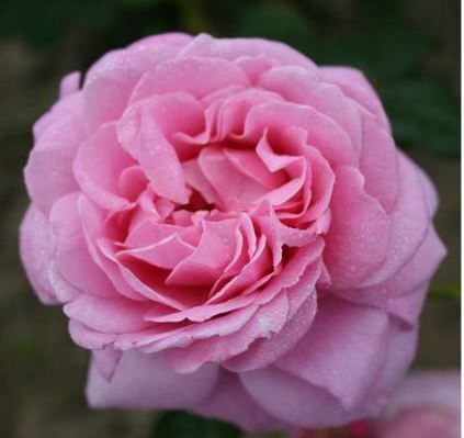 Our Last Summer rose, rosa duftende sund klatrerose med fyldte blomster