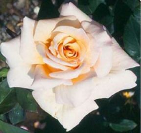 Penny Lane rose, champagnefarvet klatrerose med fyldte blomster